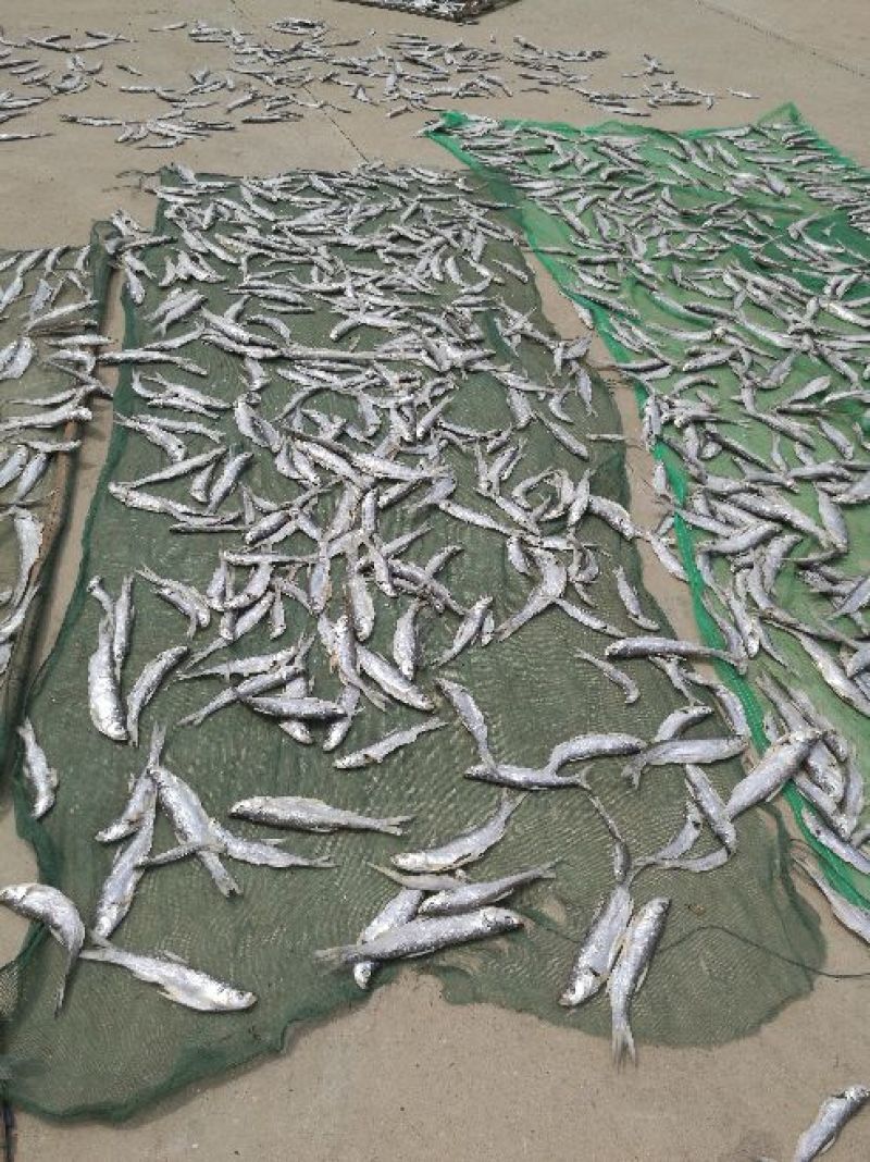 餐鲦鱼