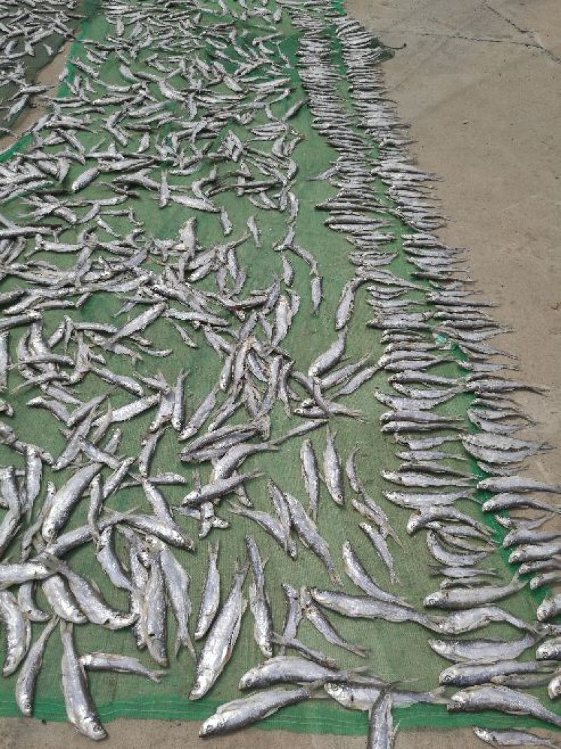 餐鲦鱼