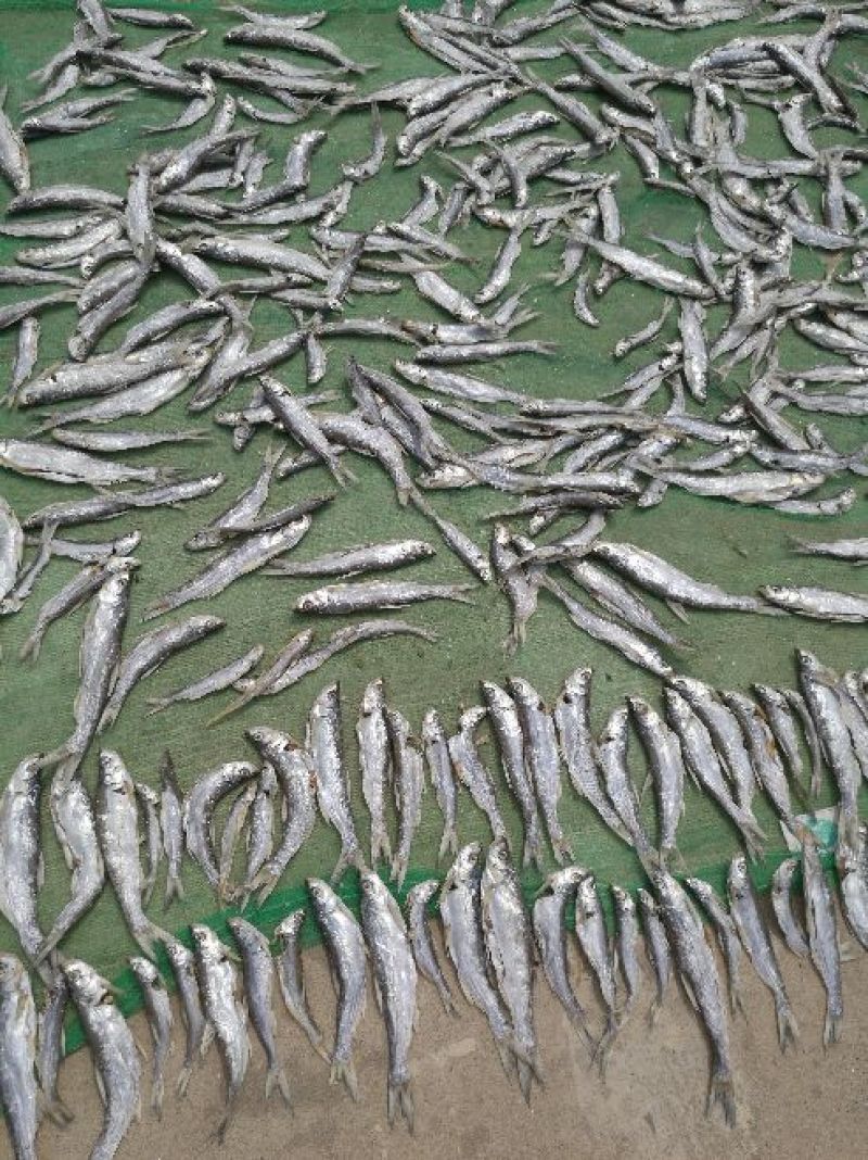 餐鲦鱼