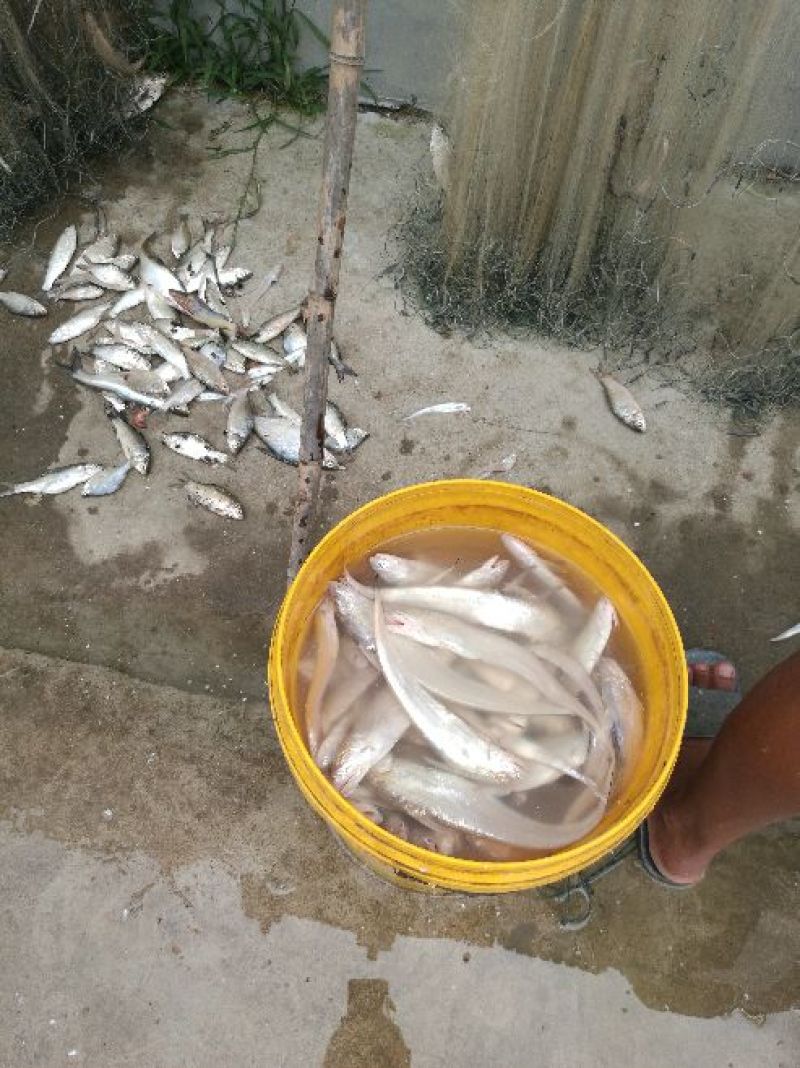 餐鲦鱼