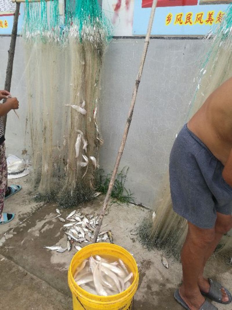 餐鲦鱼