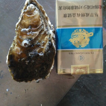 食用牡蛎人工养殖鲜活3~4只/kg