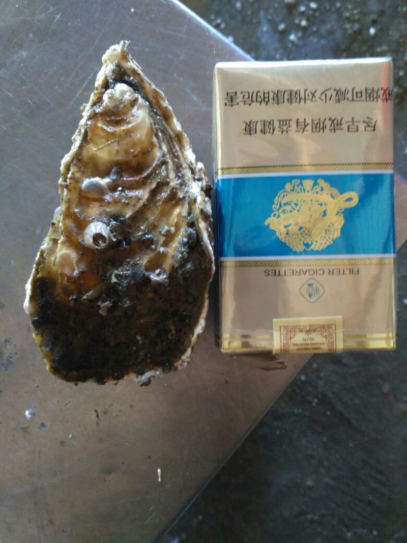 食用牡蛎人工养殖鲜活3~4只/kg