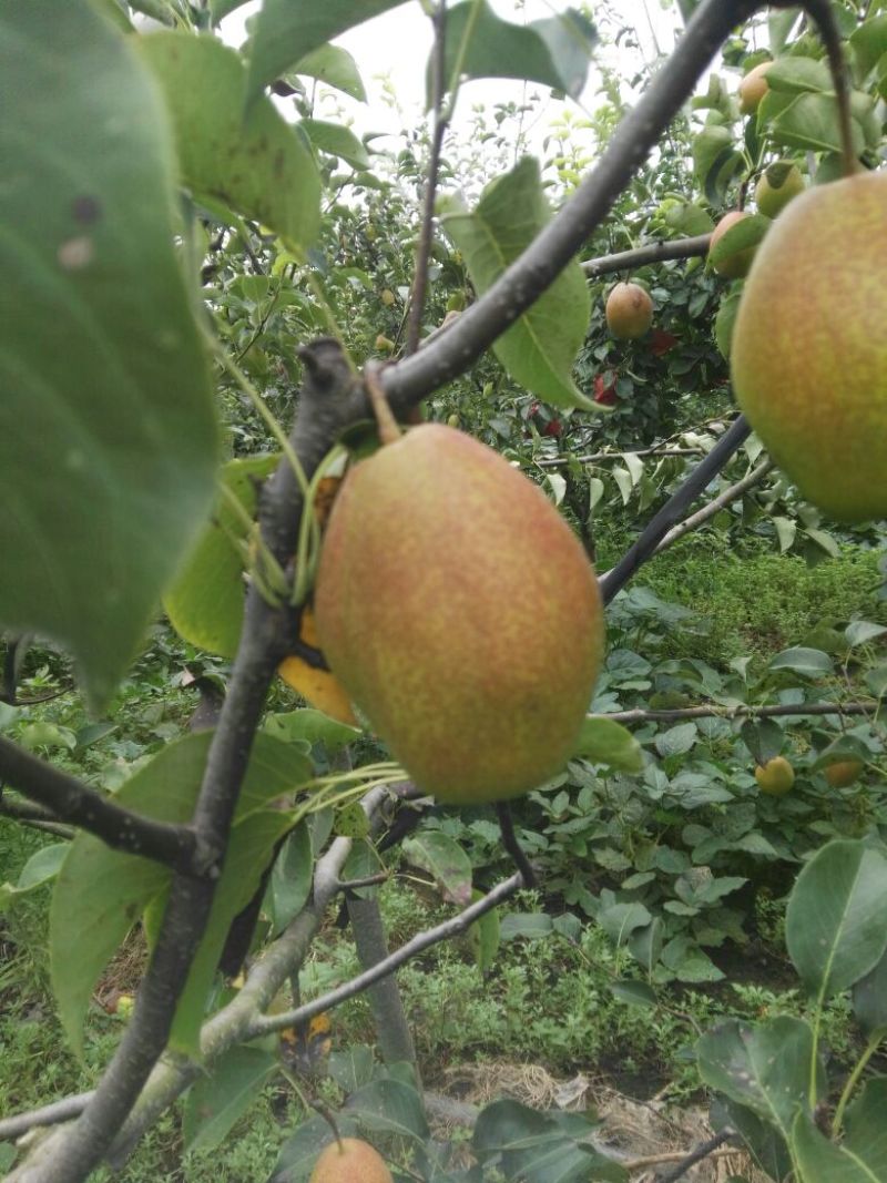 红香酥梨苗，自己家苗圃基地培育的品种苗子