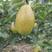 红香酥梨苗，自己家苗圃基地培育的品种苗子