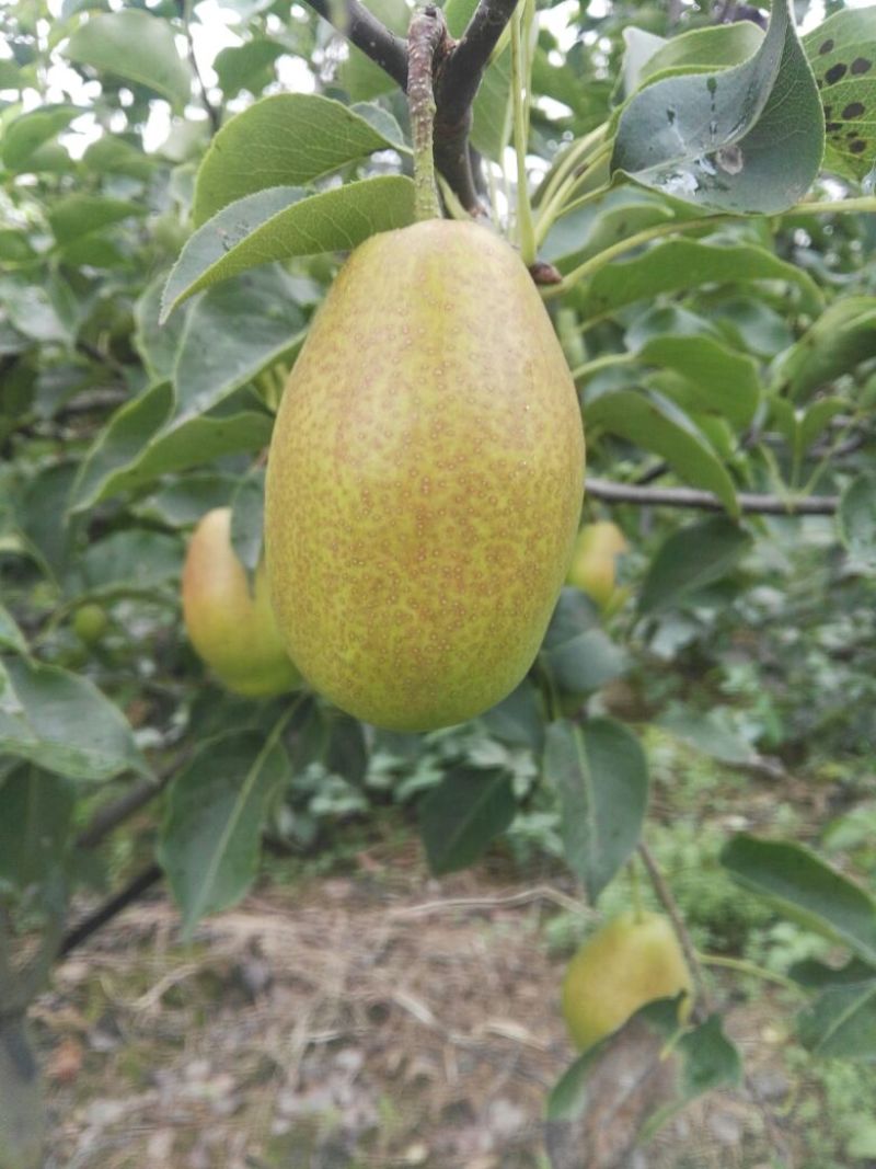 红香酥梨苗，自己家苗圃基地培育的品种苗子