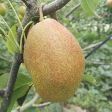 红香酥梨苗，自己家苗圃基地培育的品种苗子