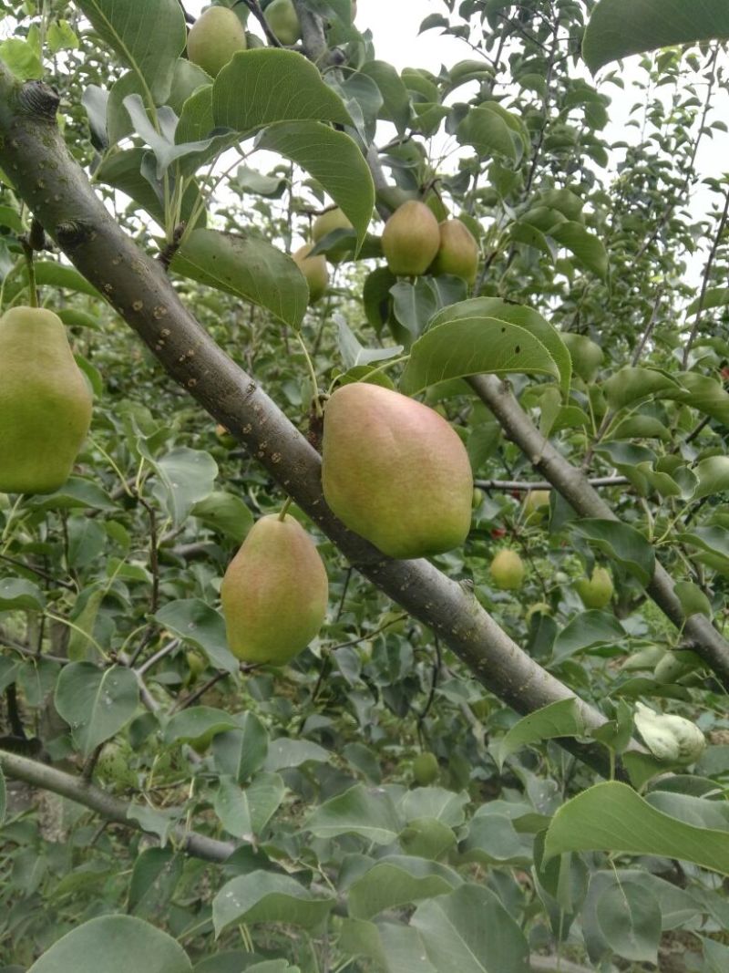 红香酥梨苗，自己家苗圃基地培育的品种苗子