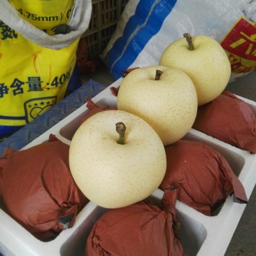 黄金梨苗，自己家苗圃基地培育的品种苗子