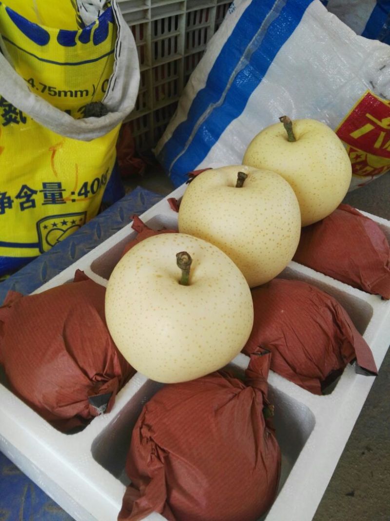 黄金梨苗，自己家苗圃基地培育的品种苗子