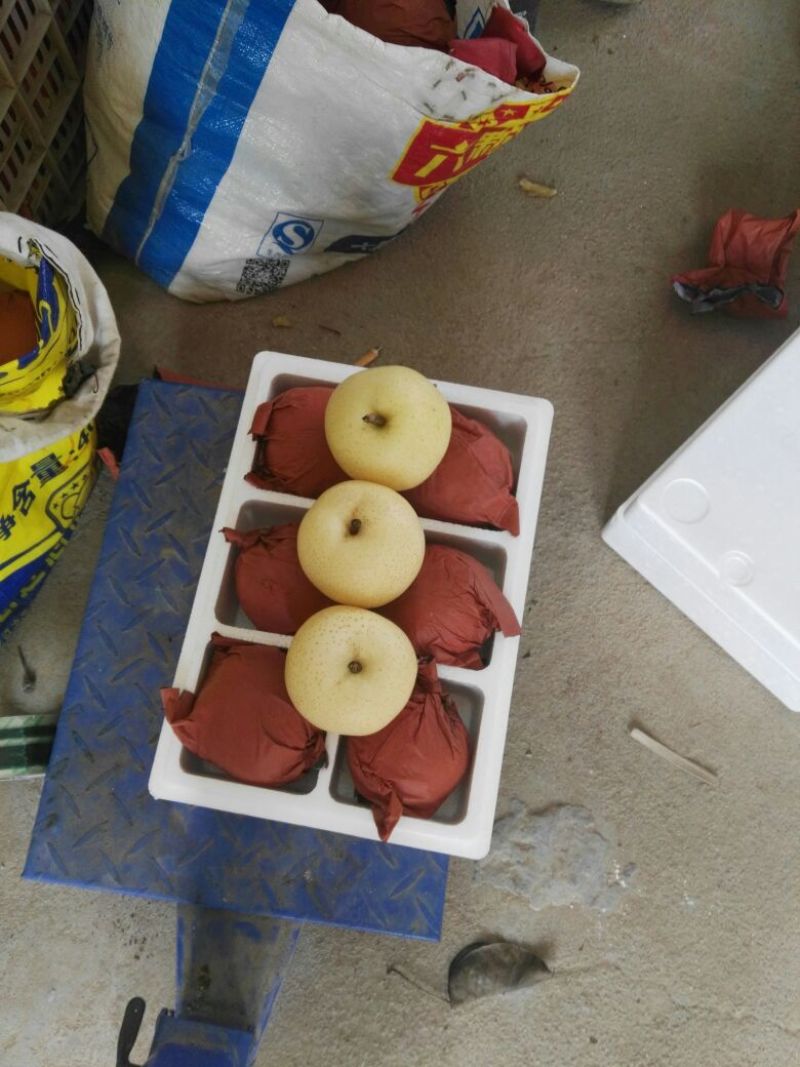 黄金梨苗，自己家苗圃基地培育的品种苗子
