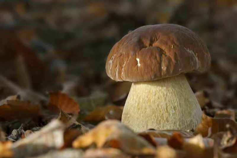 野生白牛肝菌又叫美味牛肝菌，色泽好香味浓干度好无霉无杂