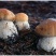 野生白牛肝菌又叫美味牛肝菌，色泽好香味浓干度好无霉无杂