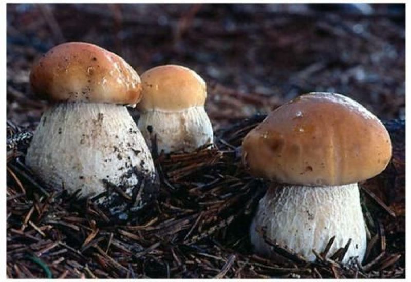 野生白牛肝菌又叫美味牛肝菌，色泽好香味浓干度好无霉无杂