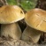 野生白牛肝菌又叫美味牛肝菌，色泽好香味浓干度好无霉无杂