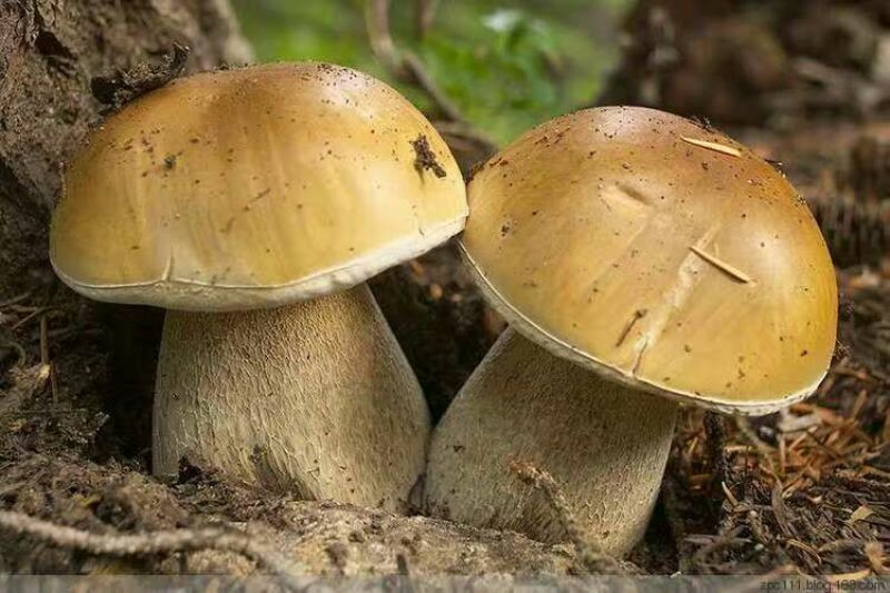 野生白牛肝菌又叫美味牛肝菌，色泽好香味浓干度好无霉无杂