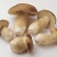 野生白牛肝菌又叫美味牛肝菌，色泽好香味浓干度好无霉无杂