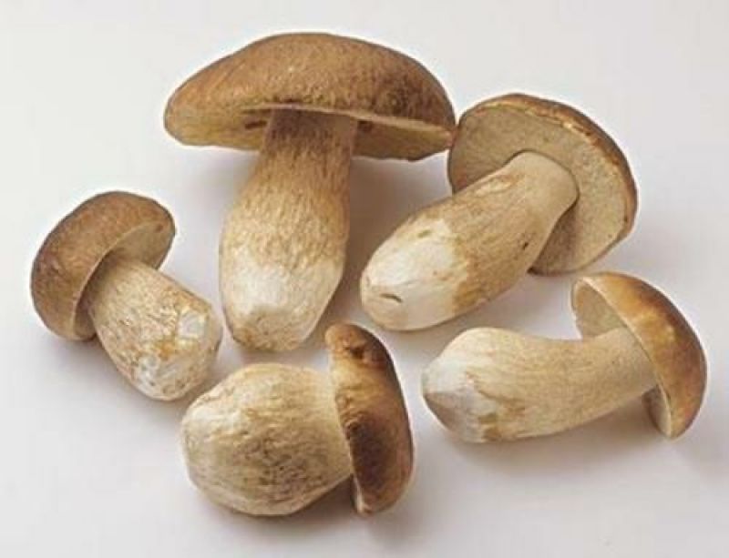 野生白牛肝菌又叫美味牛肝菌，色泽好香味浓干度好无霉无杂