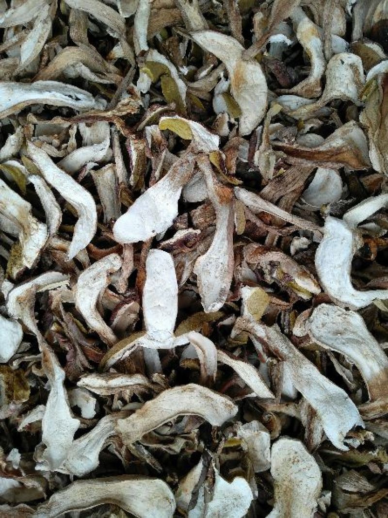 野生白牛肝菌又叫美味牛肝菌，色泽好香味浓干度好无霉无杂