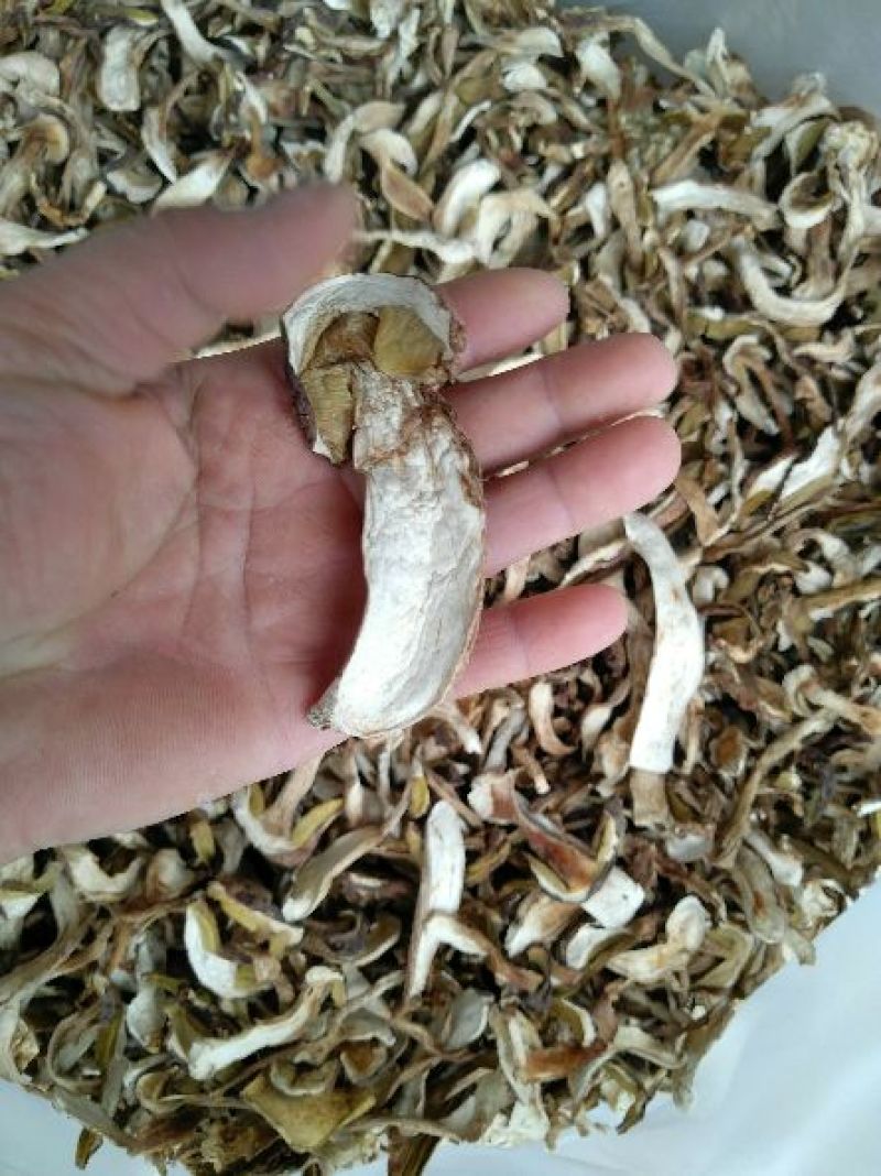 野生白牛肝菌又叫美味牛肝菌，色泽好香味浓干度好无霉无杂