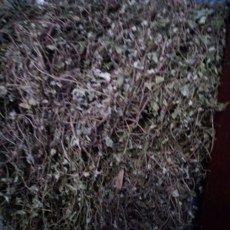 金钱草川金钱草大叶野生金钱草0.17含量大货产地直供