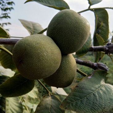 手捏纸皮核桃苗50~100cm