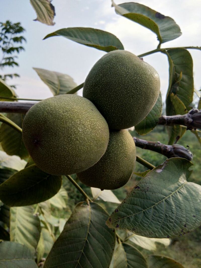 手捏纸皮核桃苗50~100cm