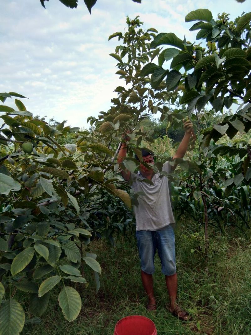 手捏纸皮核桃苗50~100cm