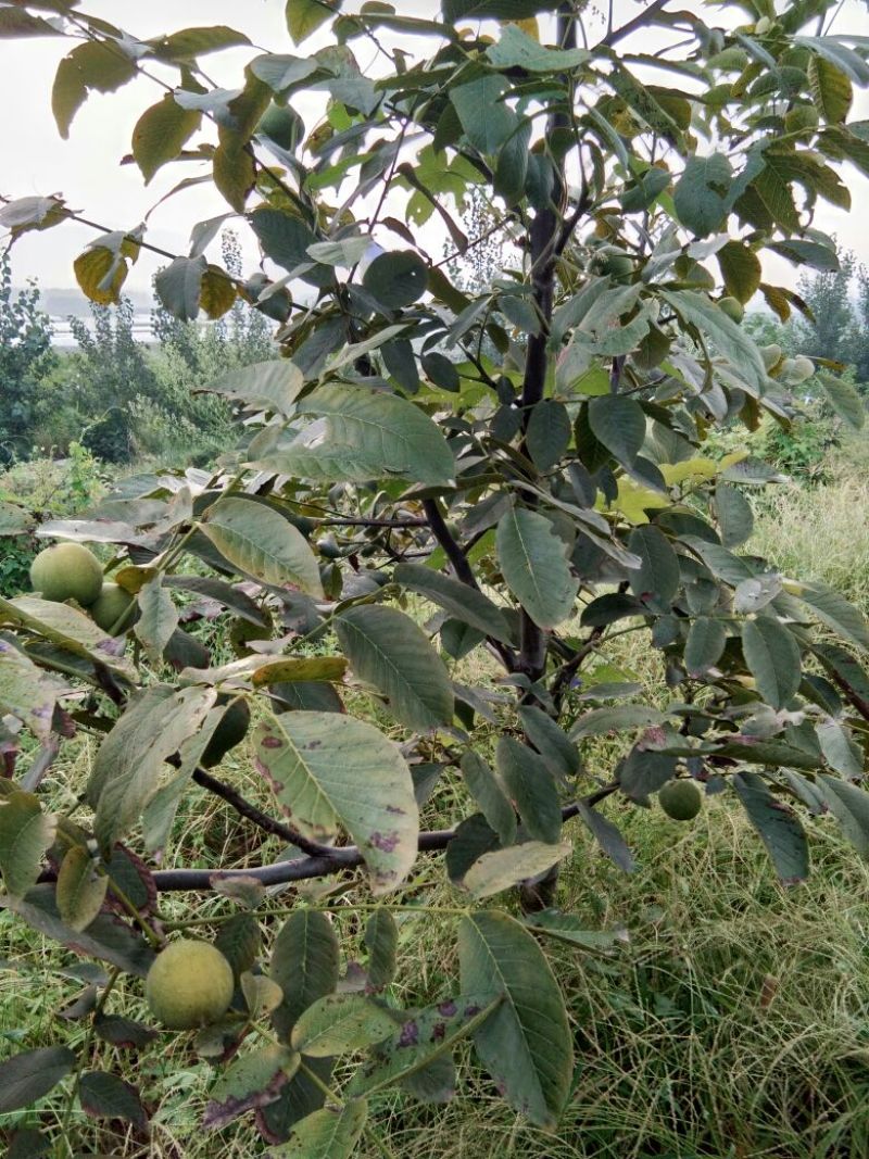 手捏纸皮核桃苗50~100cm