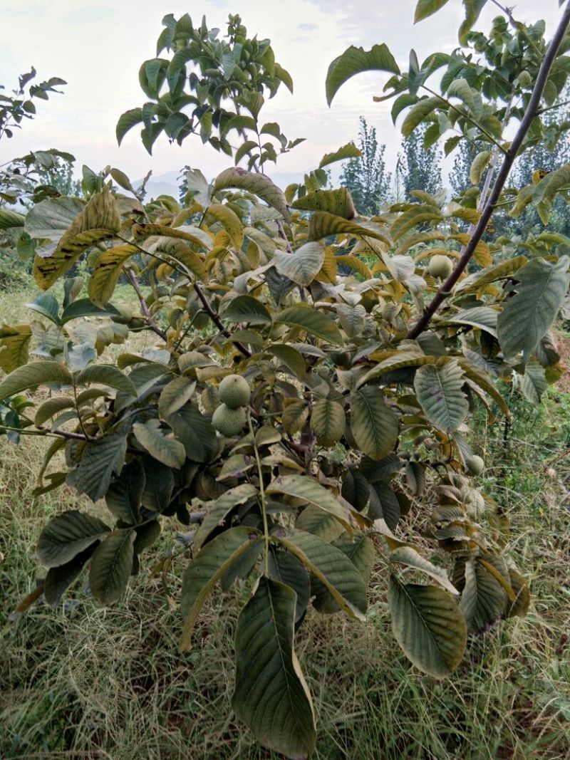手捏纸皮核桃苗50~100cm
