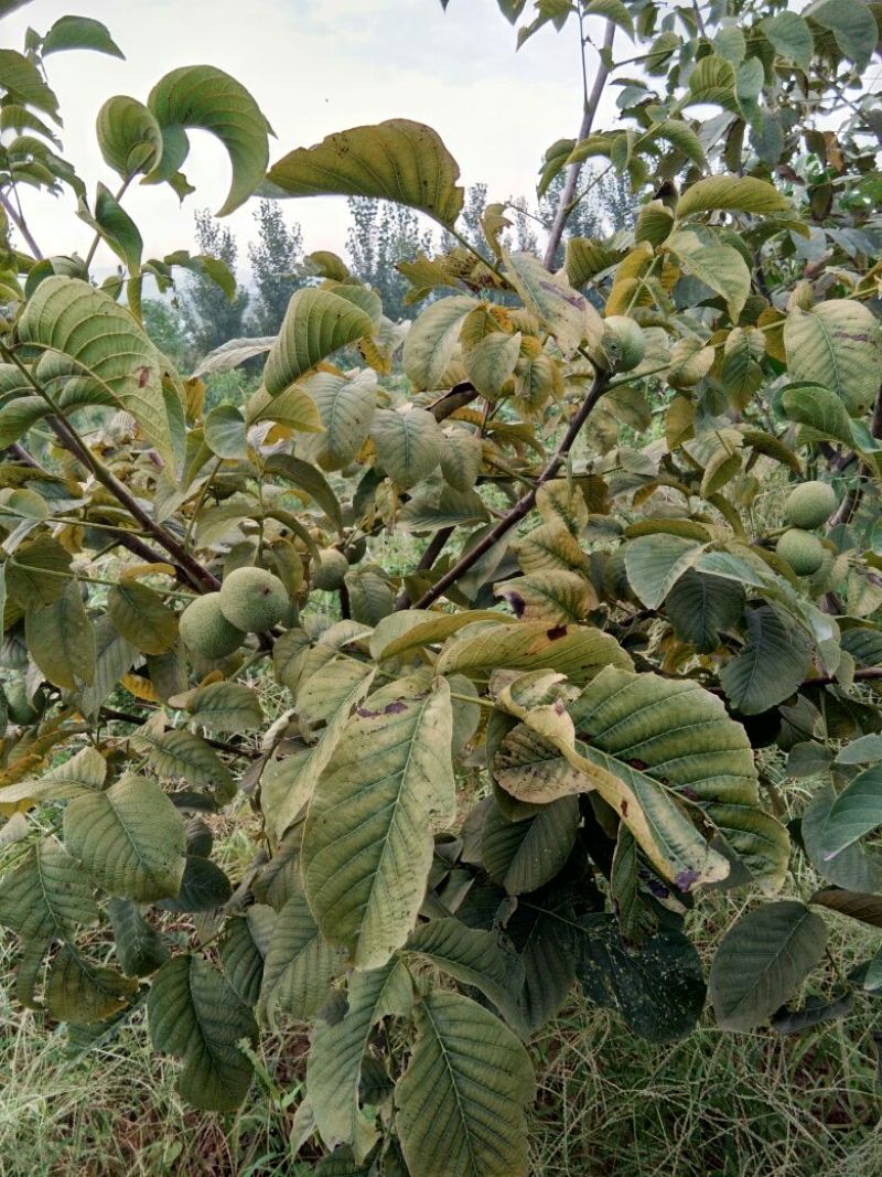 手捏纸皮核桃苗50~100cm