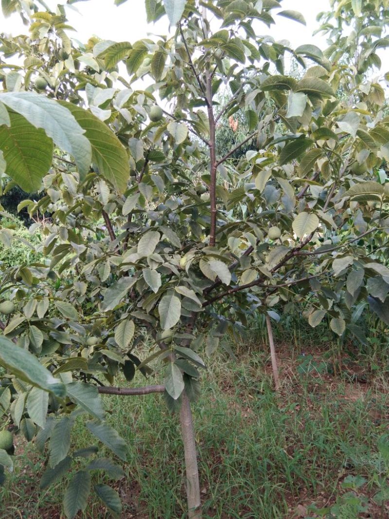 手捏纸皮核桃苗50~100cm