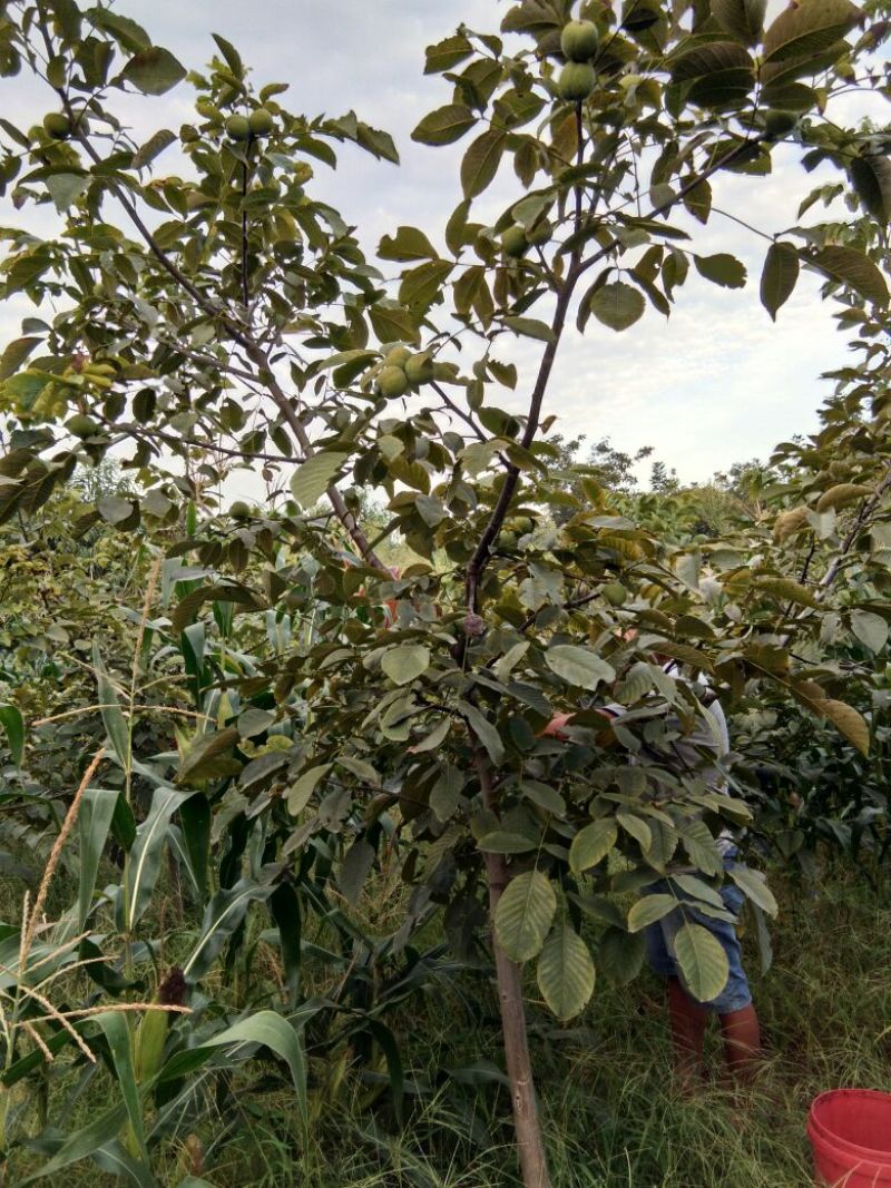 手捏纸皮核桃苗50~100cm