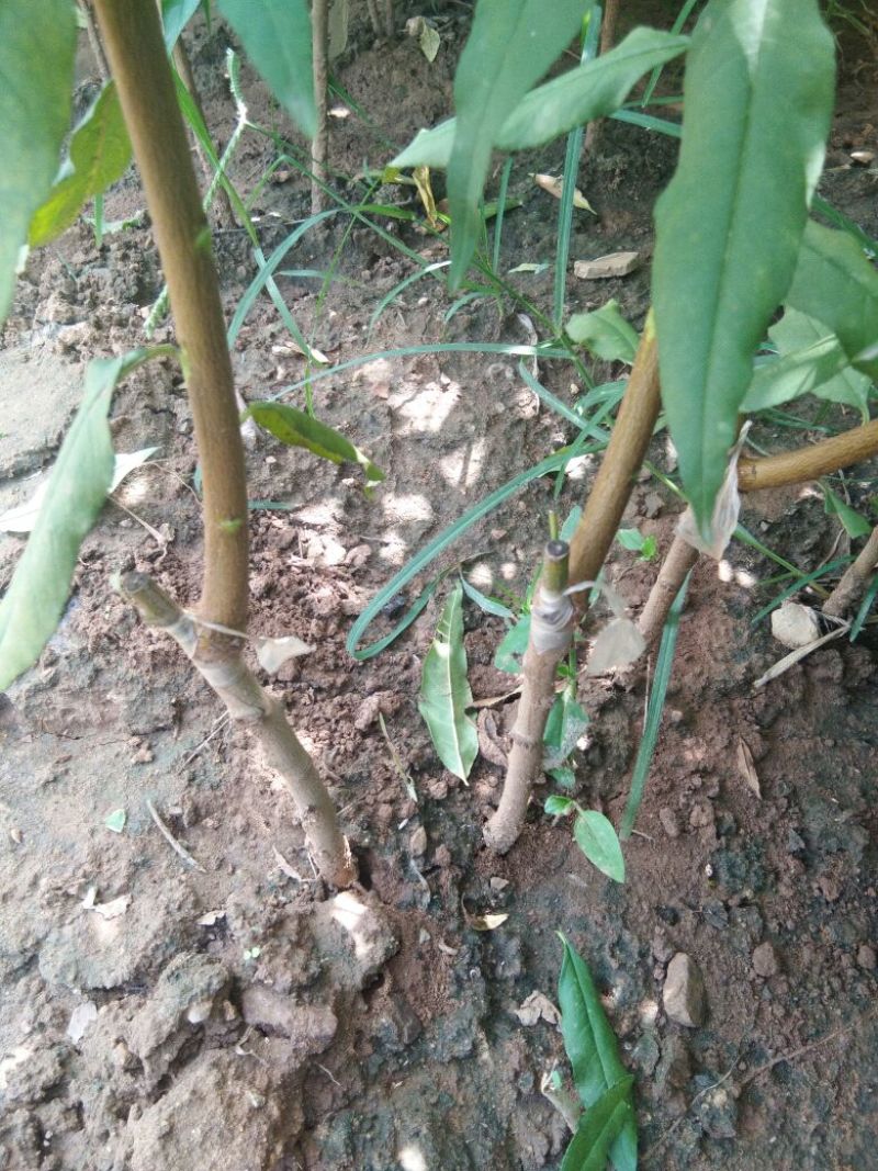 秋蜂蜜桃树苗70~80cm