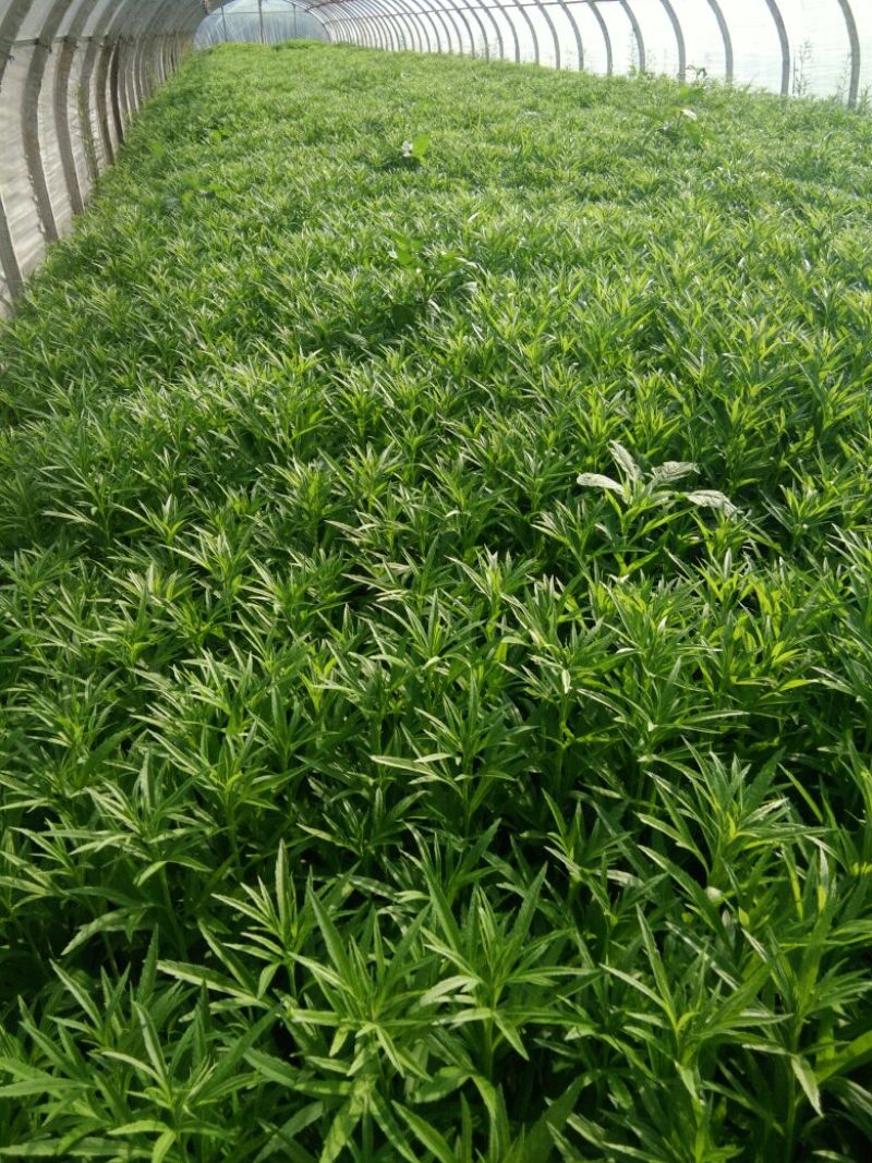 芦篙
