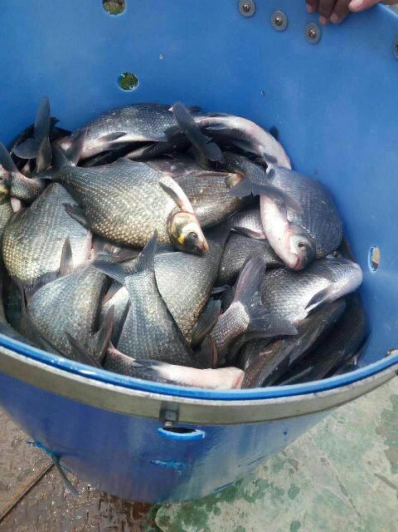 武昌鱼30~40cm食用活鱼