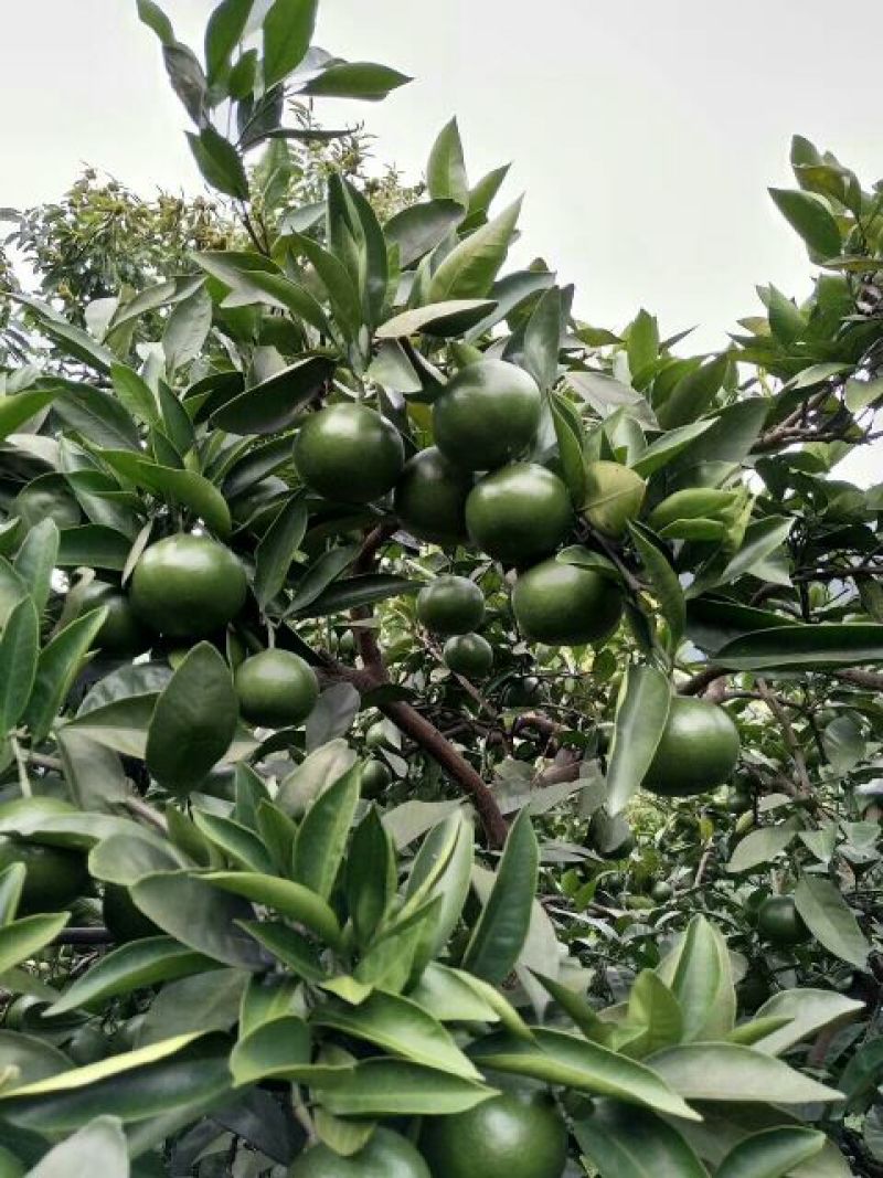 【优选】东江湖普早蜜桔65-80cm一级果，皮薄化渣