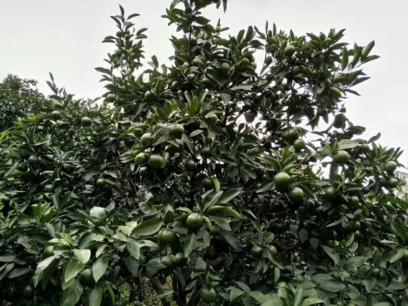 【优选】东江湖普早蜜桔65-80cm一级果，皮薄化渣