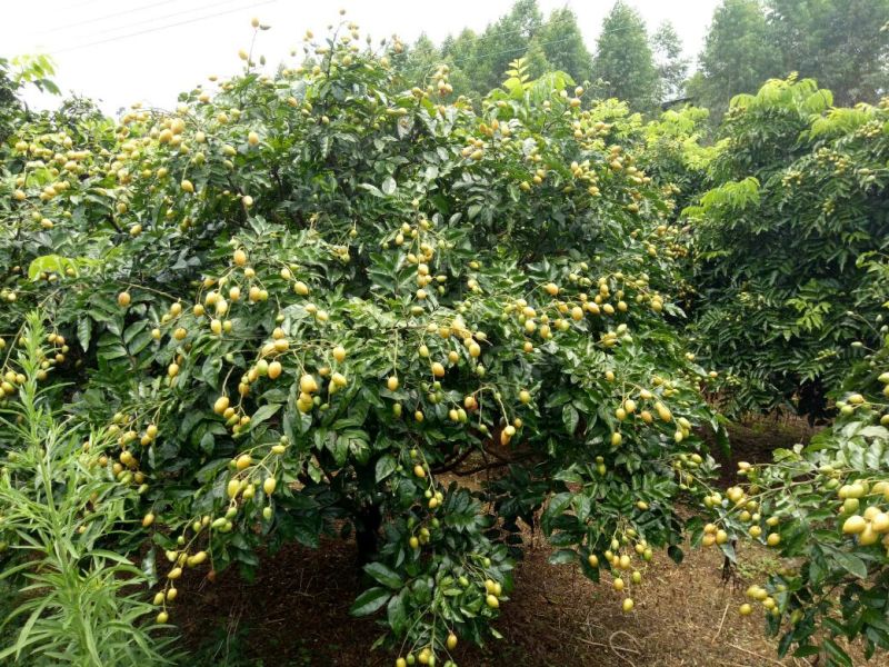 枇杷树261~300cm