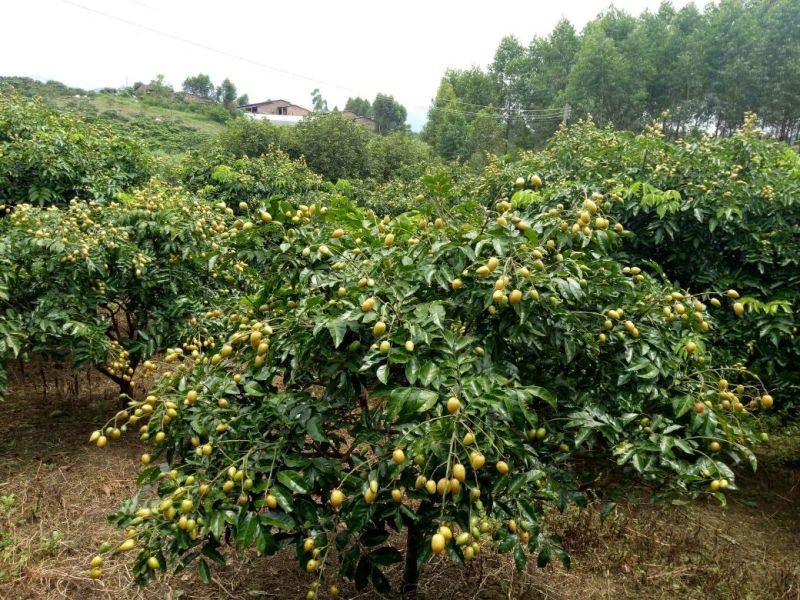 枇杷树261~300cm