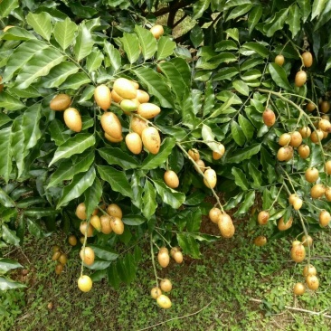 枇杷树261~300cm