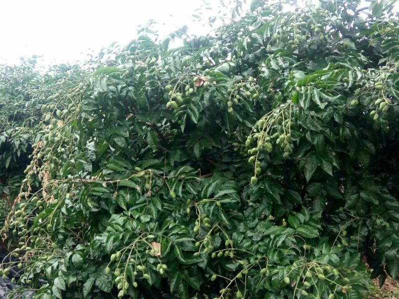 枇杷树261~300cm