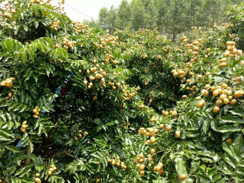 枇杷树261~300cm