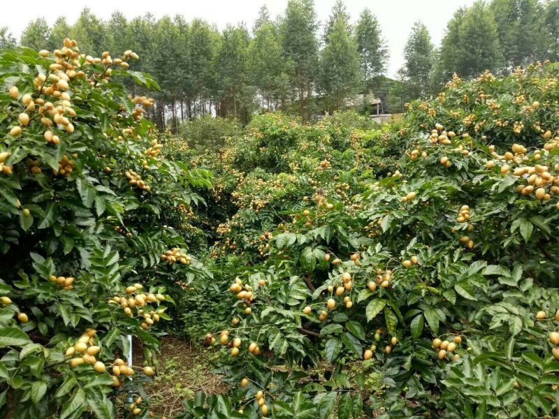 枇杷树261~300cm