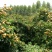 枇杷树261~300cm