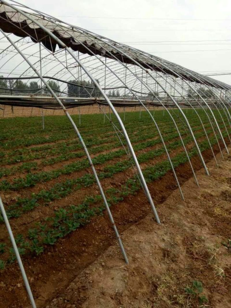 草莓苗红颜草莓苗章姬草莓苗甜查理法兰地