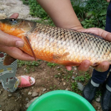 河鲤鱼1~2公斤食用