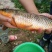 河鲤鱼1~2公斤食用