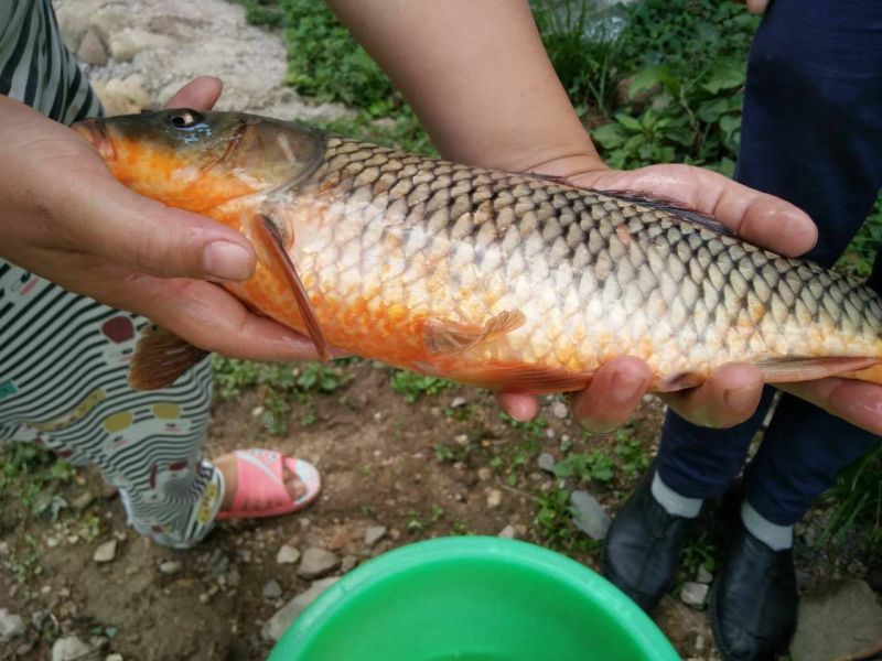 河鲤鱼1~2公斤食用