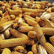 江苏徐州黄玉米20~30%玉米棒湿玉米干玉米